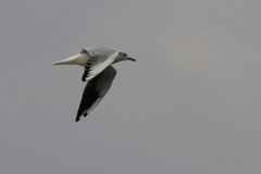 ユリカモメさん