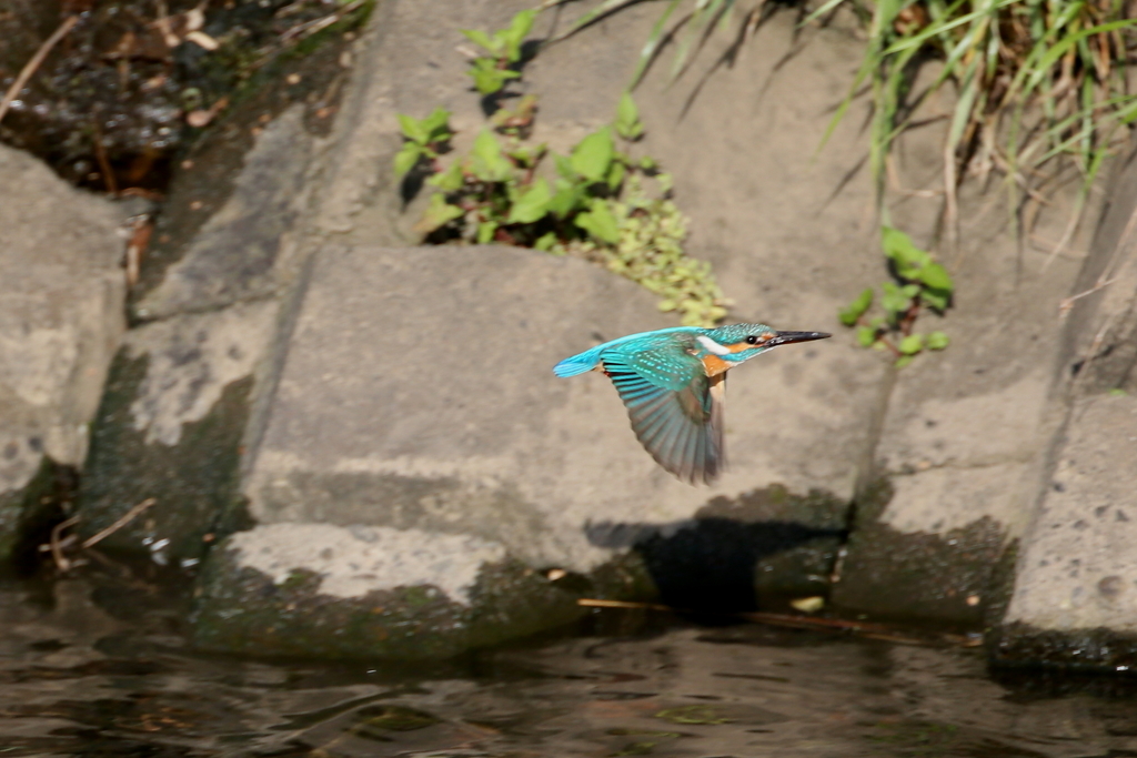 カワセミとおちゃん２