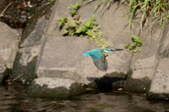 カワセミとおちゃん２