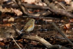 ルリビタキさん２