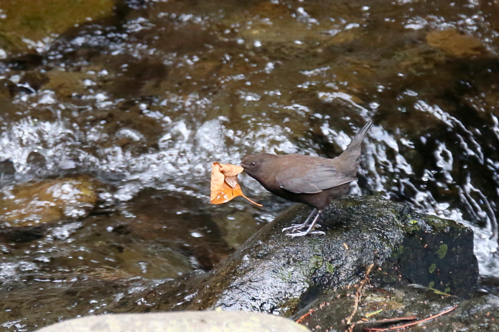 カワガラスさん２