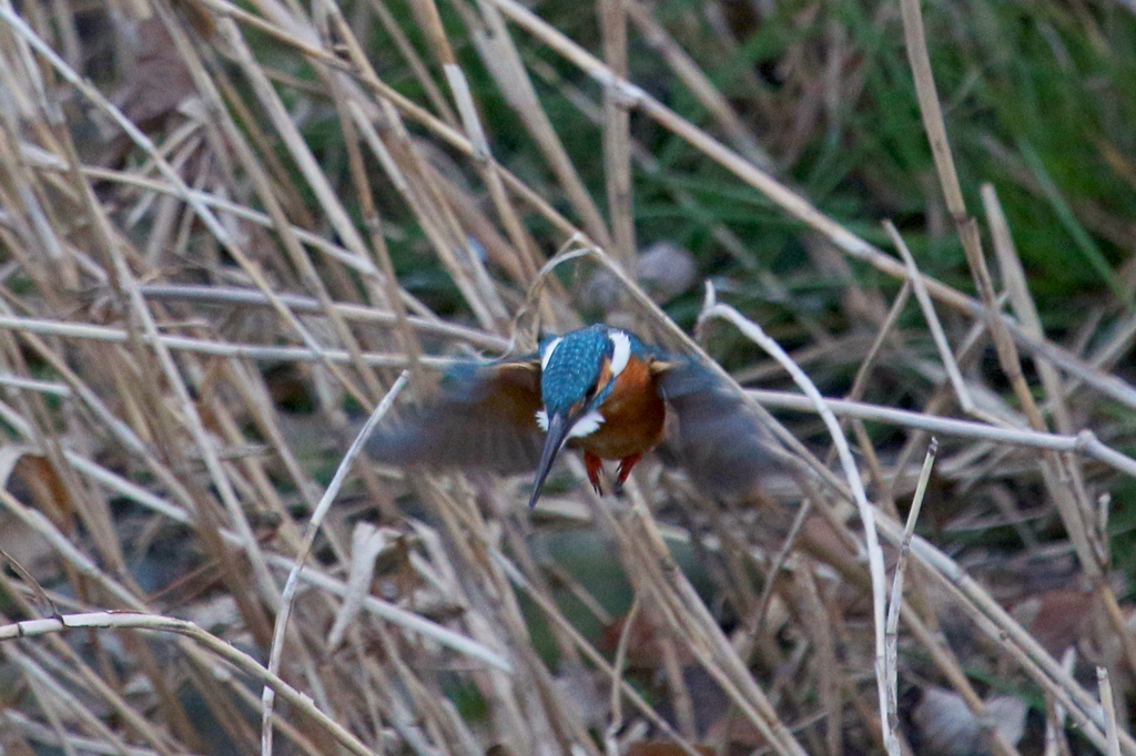 カワ男君ホバ２