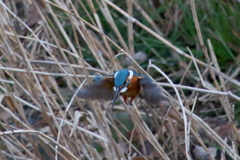 カワ男君ホバ２