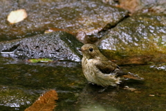 キビちゃんの水浴び