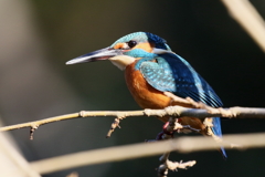 目がなにか言いたそー