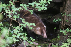 アナグマさん１