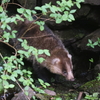 アナグマさん１
