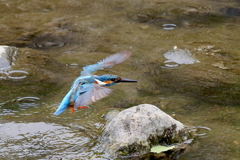 パパカワさん２