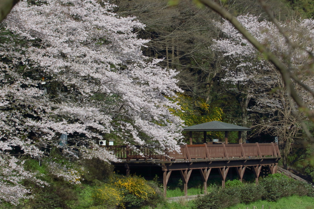 Ｓ池 桜情報・