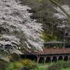 Ｓ池 桜情報・