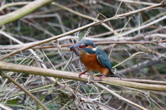 コオロギ食べちゃった