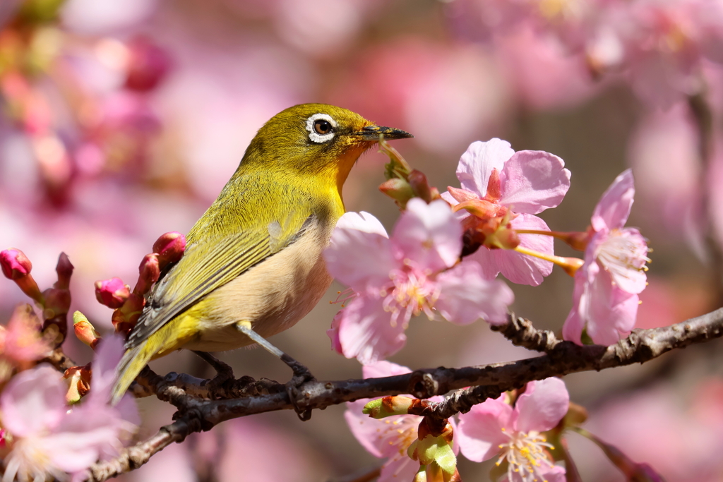 桜メジロ３