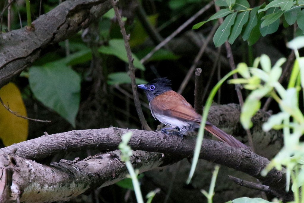 サンコウチョウさん