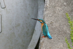からいばり