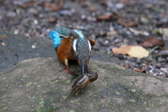 ザリガニ獲れたよ