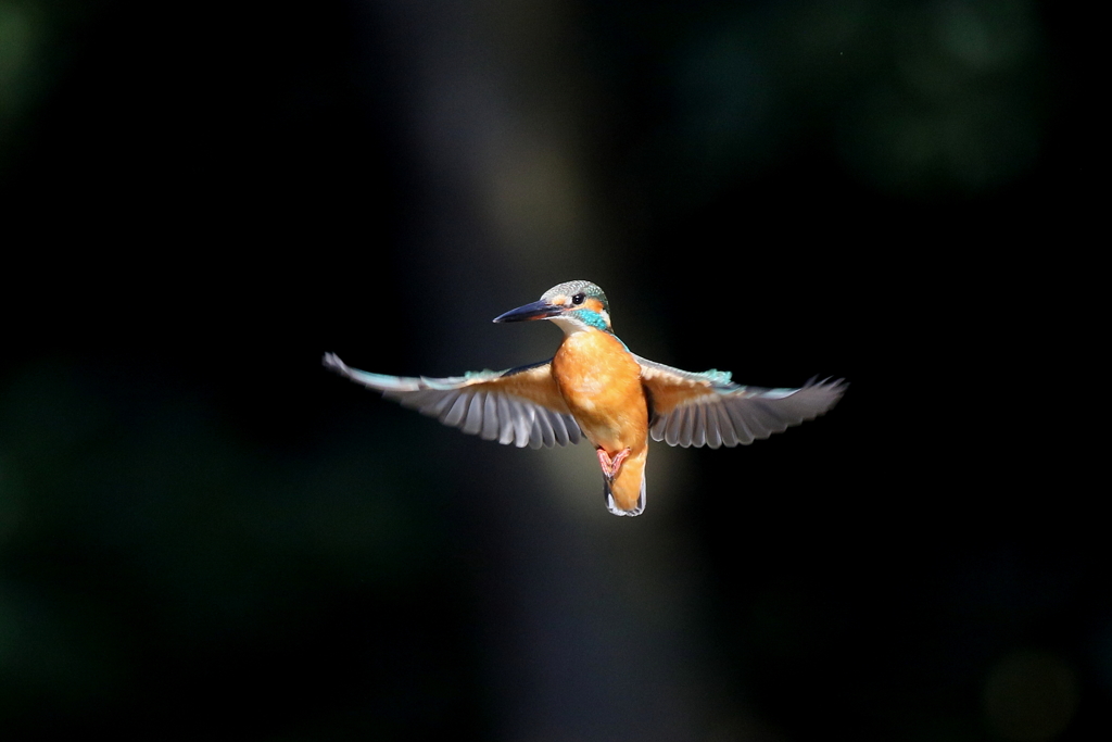 カワちゃんホバ