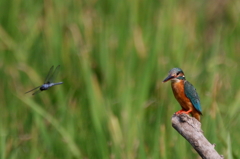 しおからとんぼ