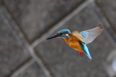 カワ男君ホバ２