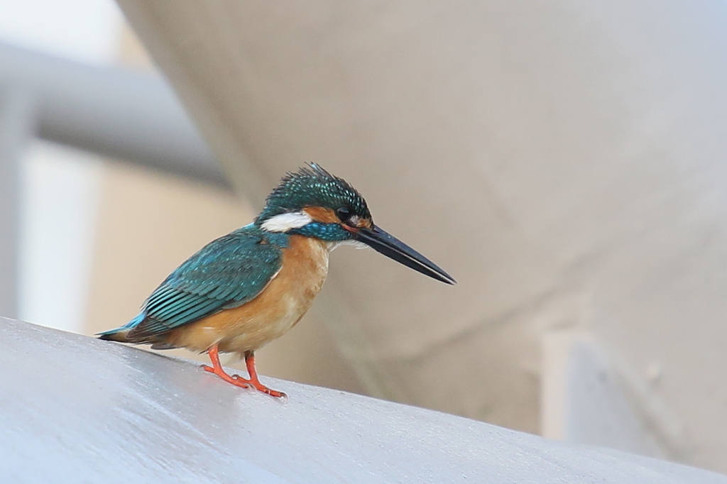 夕焼けカワセミ