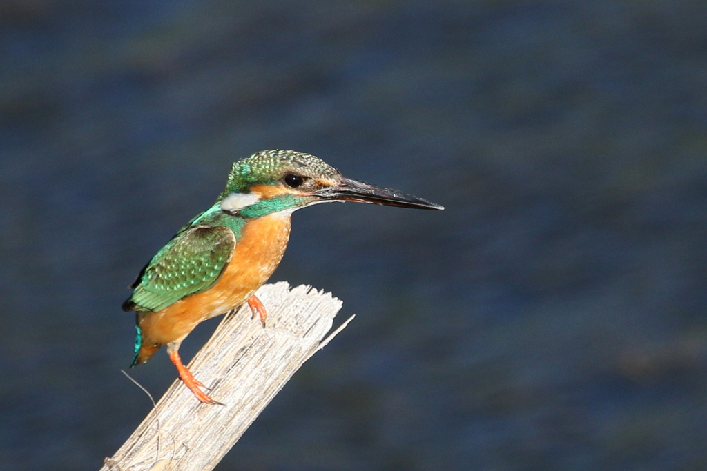 蔵出しカワセミ