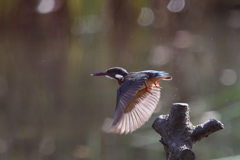 いつもの若セミ２