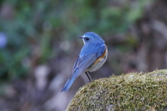 ルリ君２