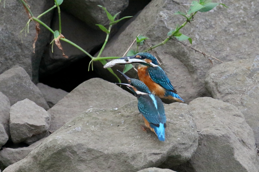 ちびっこ２