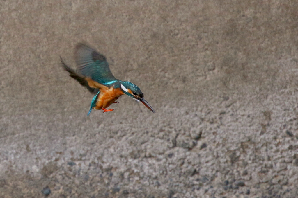 今日のカワ子ちゃん