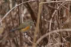 ルリ子３　囀り