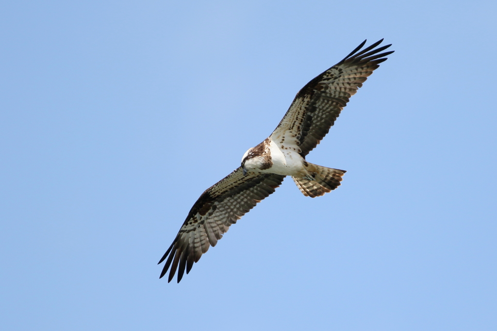 青空ミサゴとおちゃん