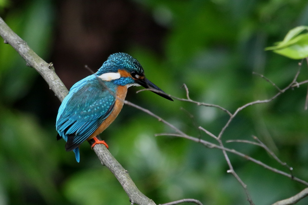 なぜか ジーット