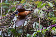 今日のカワさん３