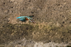 カワセミ母４