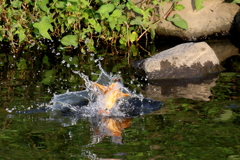 水浴び１