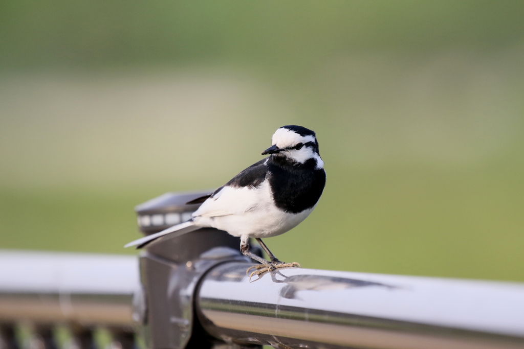 ハクセキレイさん