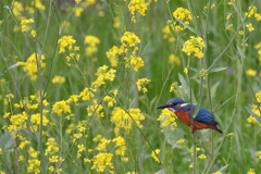菜の花カワ男君