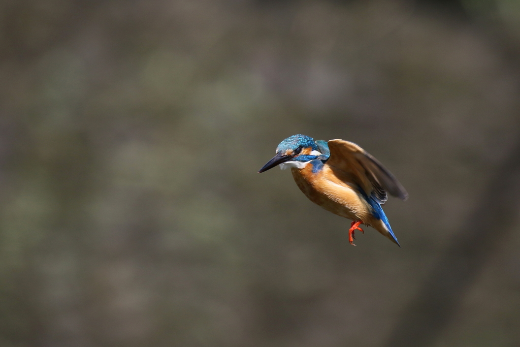 パパセミホバ２