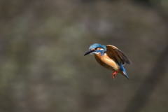 パパセミホバ２