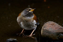 シロハラさん