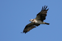 青空ミサゴさん２