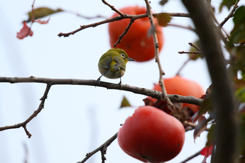 柿メジロ
