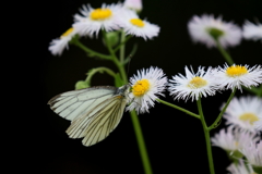 スジグロシロチョウ