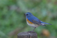 本日のルリビタキ君１