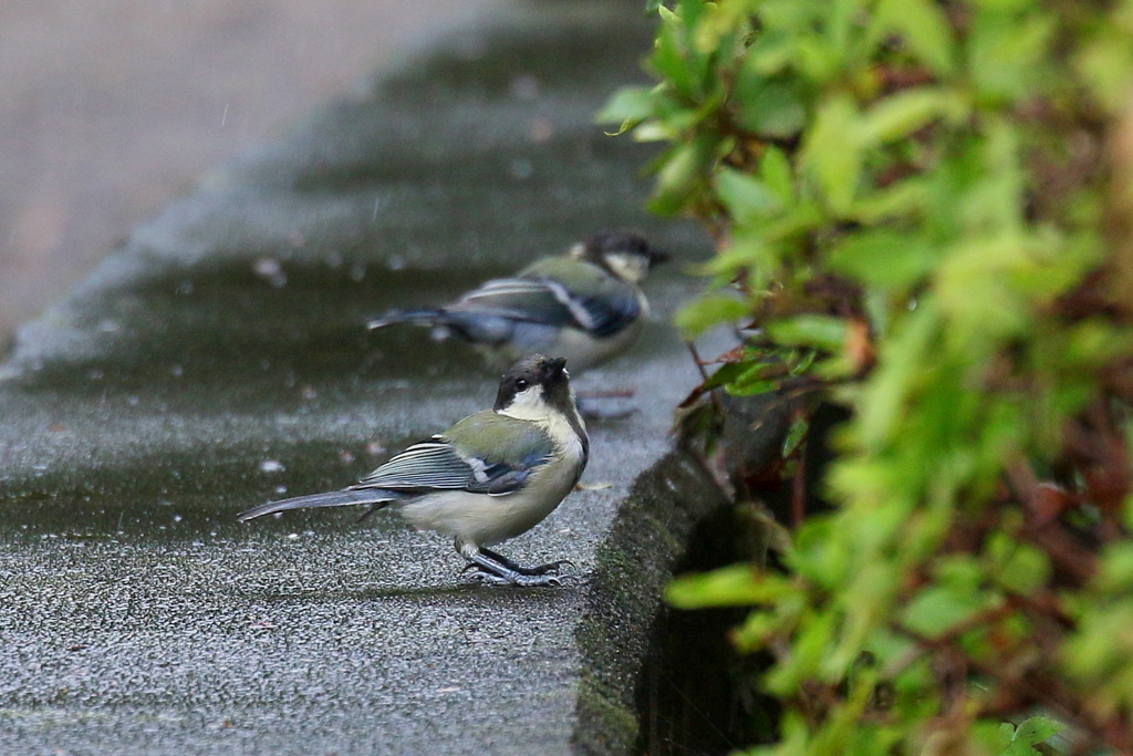シジュウカラ幼鳥
