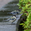 シジュウカラ幼鳥