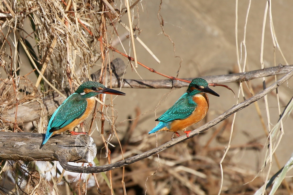彼氏できたかな