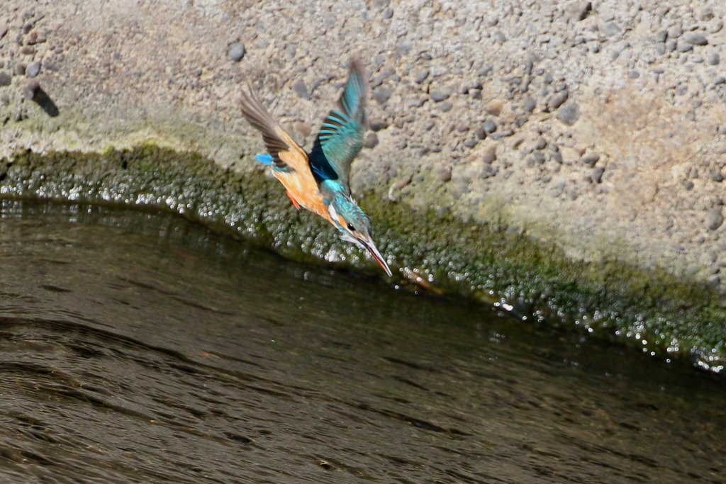 カワ子ちゃん４