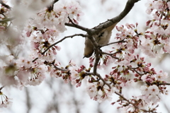 桜コムク１