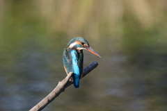 今日のカワ子さん