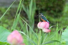 ハスくろちゃん